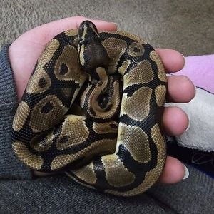 Meet your Posher, Allison